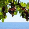 Terroir e Tipicità: L'Influenza del Territorio sui Vigneti e sui Vini