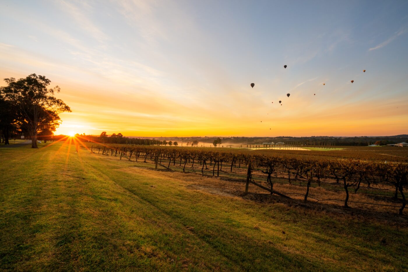 Vino Australiano: Eccellenza e Diversità